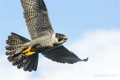 Peregrine Falcon flying - New Jersey — Greg Gard