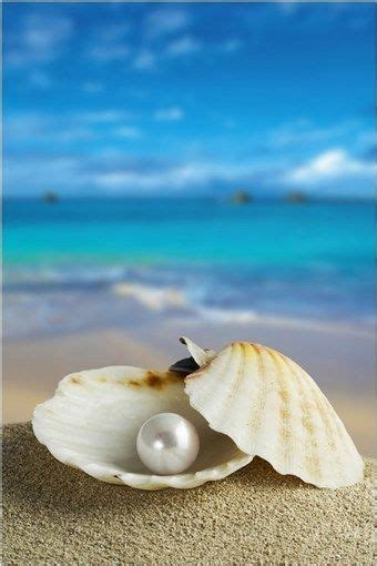 CLAM SHELL AND PEARL beautiful turquoise ocean blue sky collectors ...