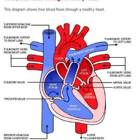 takes in deoxygenated blood through veins and this Heart Anatomy Diagram Label project is ...