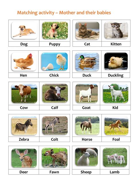 Matching Activity - Animals and Their Young. TeachersMag.com