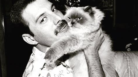 20 Photos Of Freddie Mercury and His Cats In The Best of Times