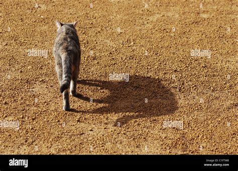 Feral cat outback Western Australia Stock Photo - Alamy