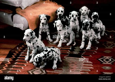 DALMATIAN PUPPIES, 101 DALMATIANS, 1996 Stock Photo - Alamy