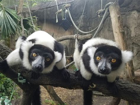 016 (2) – Lemur Conservation Network