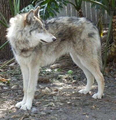 Wolfdog Information and Pictures