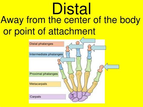 PPT - Chapter 1 Introduction to Anatomy PowerPoint Presentation - ID ...