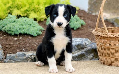 Springer Spaniel Lab Border Collie Mix