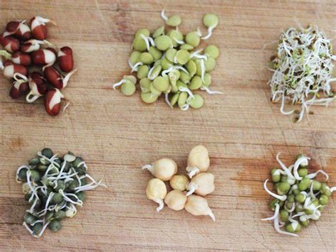 Gallery: How to Grow Bean Sprouts in a Jar