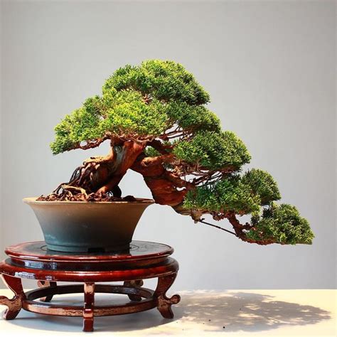 Great Juniper in cascade style, by Thanun Patipantada from Thailand. # ...