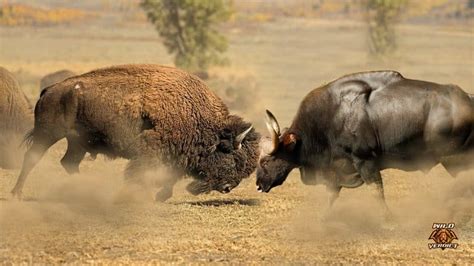 American Bison Vs Indian Gaur – Wild Verdict