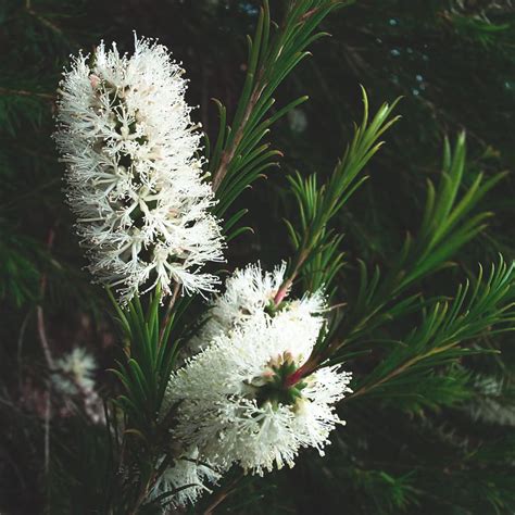 Tea Tree (Melaleuca alternifolia) ~ Celestial Body, Inc.