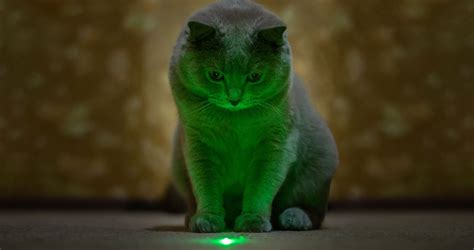 Laser Pointer for Cats : Good or Bad for Your Cat? Our Expert View