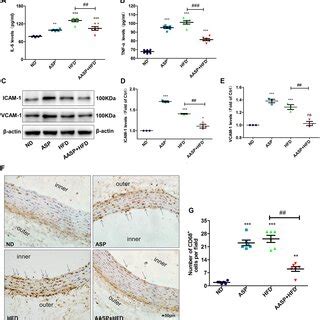 Neutralization of ASP alleviates vascular endothelium inflammation... | Download Scientific Diagram