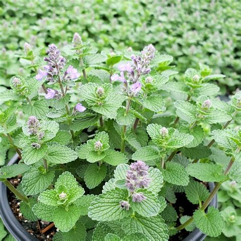 cat's pajamas catmint seeds - Darline Sizemore