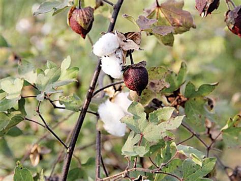 Cotton Crop: Demand expected to exceed production