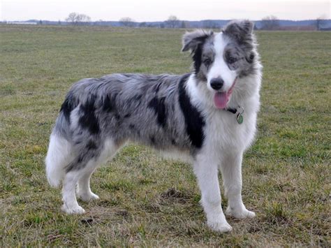 🌆DOG'S LIFE🌆 | Border collie blue merle, Collie dog, Collie puppies