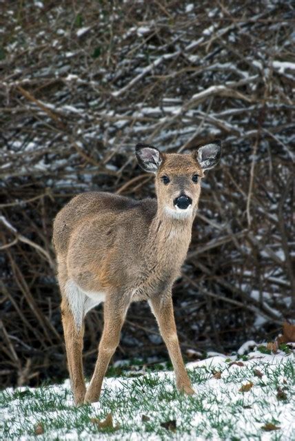 Baby Deer In Snow | Flickr - Photo Sharing!