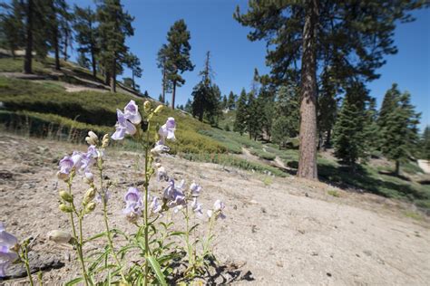 10 Great Hikes in the San Bernardino Mountains - Outdoor Project