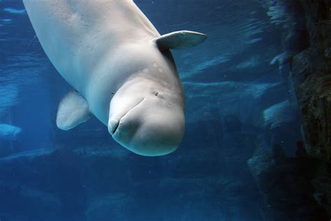 Why Beluga Whales Migrate to Churchill, Canada, Each Summer