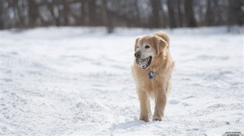 🔥 [50+] Golden Retriever Christmas Wallpapers | WallpaperSafari