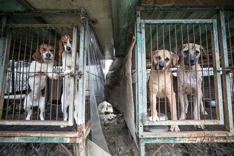 ‘Time For Dog Meat Ban’, Suggests South Korea’s President — Species Unite