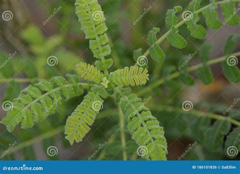 Frankincense Tree Leaves Oman Stock Photo - Image of salalah, plant: 186101836