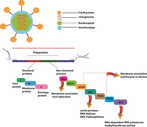 Diagram of Dengue virus RNA genome encoding three structural proteins ...