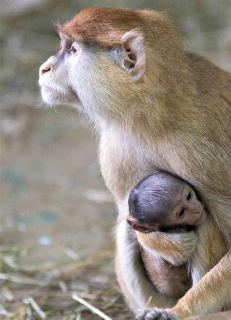 Help Name this Baby Patas Monkey! - ZooBorns