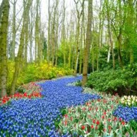 Grape hyacinth | Pretty gardens, Lawn and garden, Big garden