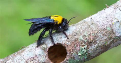 Carpenter Bee Nest: Identification and How to Get Rid of It