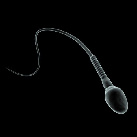 maya human sperm cell microscope