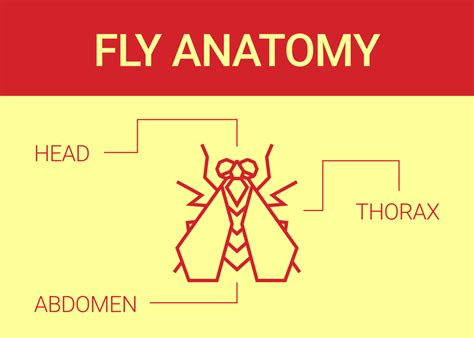 Fly Anatomy - Dodson Pest Control