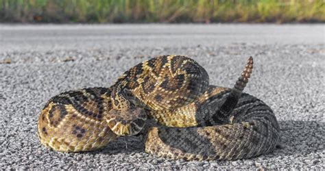 Florida Showdown: Who Emerges Victorious In A Rattlesnake Vs Indigo Snake Battle? - A-Z Animals