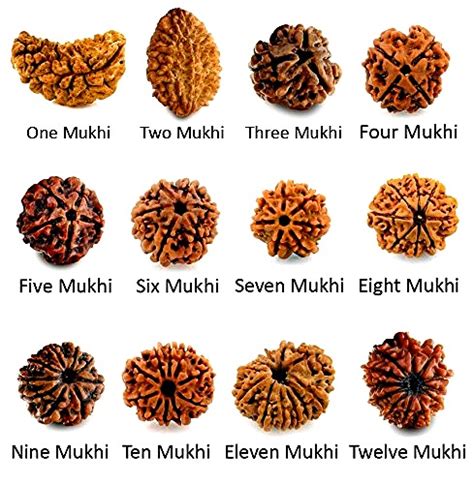 Benefits of all 12 Mukhi Rudraksha - AstroTalk.com