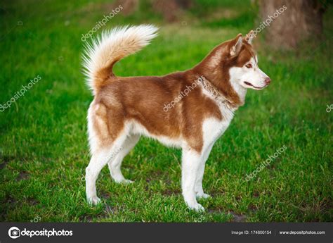 Red Siberian Husky on a field — Stock Photo © lobodaphoto #174800154