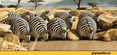 Zebra GIF - Find & Share on GIPHY