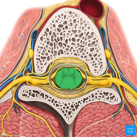 Spinothalamic tract: Anatomy and function | Kenhub