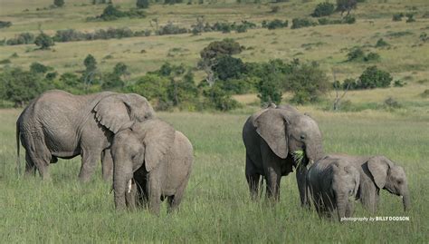 Why we need to conserve African elephants | African Wildlife Foundation