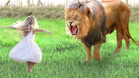 Girl Reunites With Pet Lion After 7 YEARS… - YouTube