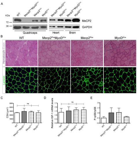 GAPDH Antibody (TAB1001)