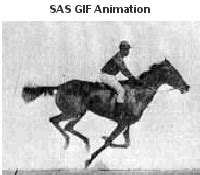 Muybridge Horse (SAS gif animation)