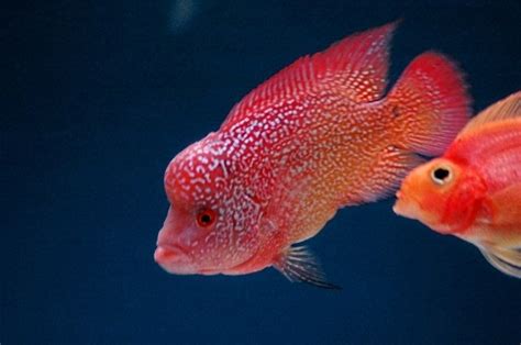 Zhen Zhu Malau Flowerhorn products,Indonesia Zhen Zhu Malau Flowerhorn ...