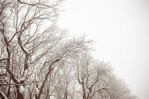 White and Brown Snowy Forest | Free Winter Image by picjumbo