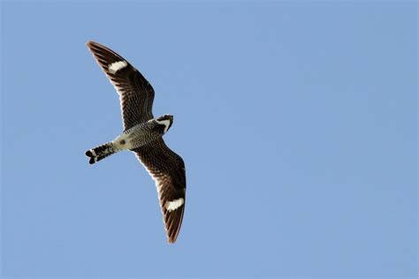 Common Nighthawk - Photo Study by Alex Lamoreaux | Nemesis Bird