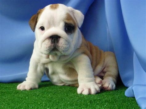 Mini Bulldog Puppies Manhattan