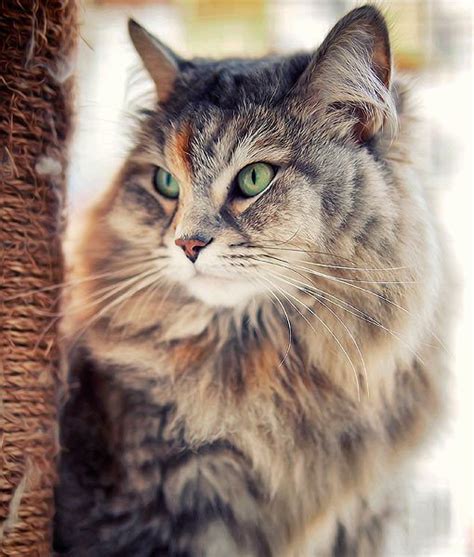 Hypoallergenic Cats Siberian Cost