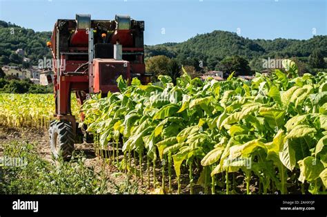 Harvesting tobacco leaves with harvester tractor. Tobacco plantation. Growing tobacco ...