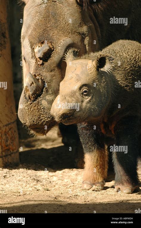 Sumatran rhino hi-res stock photography and images - Alamy