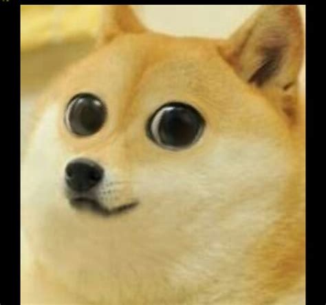 [Image - 581408] | Doge | Know Your Meme