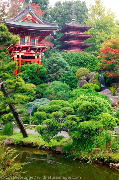 Japanese Tea Garden | Golden Gate Park, San Francisco, California. | Photos by Ron Niebrugge